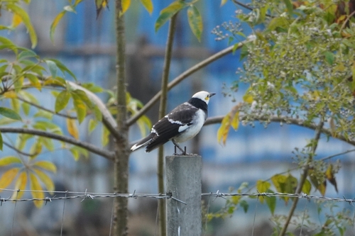Black-collared Starling (Gracupica nigricollis)