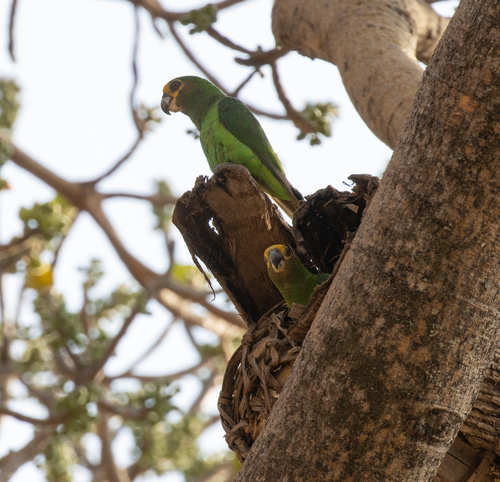Yellow-fronted Parrot (Poicephalus flavifrons), photo 5