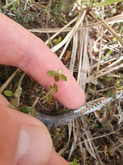Gonocarpus aggregatus