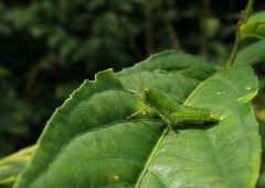 Schistocerca flavofasciata