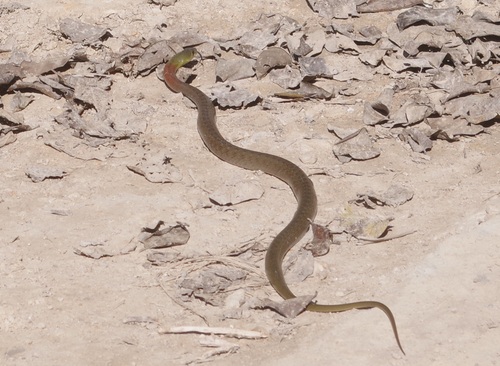 Siamese Red-necked Keelback