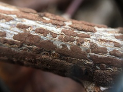 Hypoxylon perforatum