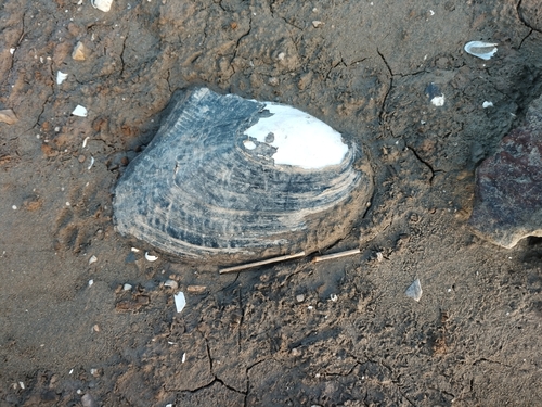 Triangleshell Mussel