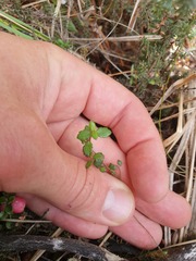 Gonocarpus aggregatus