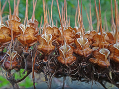 Xeronema callistemon