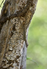 Anolis argenteolus