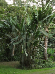 Heliconia griggsiana