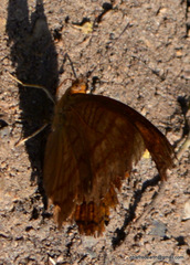 Pseudergolis wedah