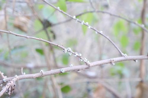 Shrubby Wood Nettle (Oreocnide frutescens)