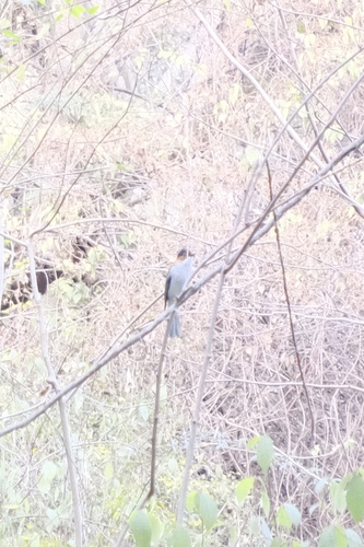 Chestnut Bulbul (Hemixos castanonotus)