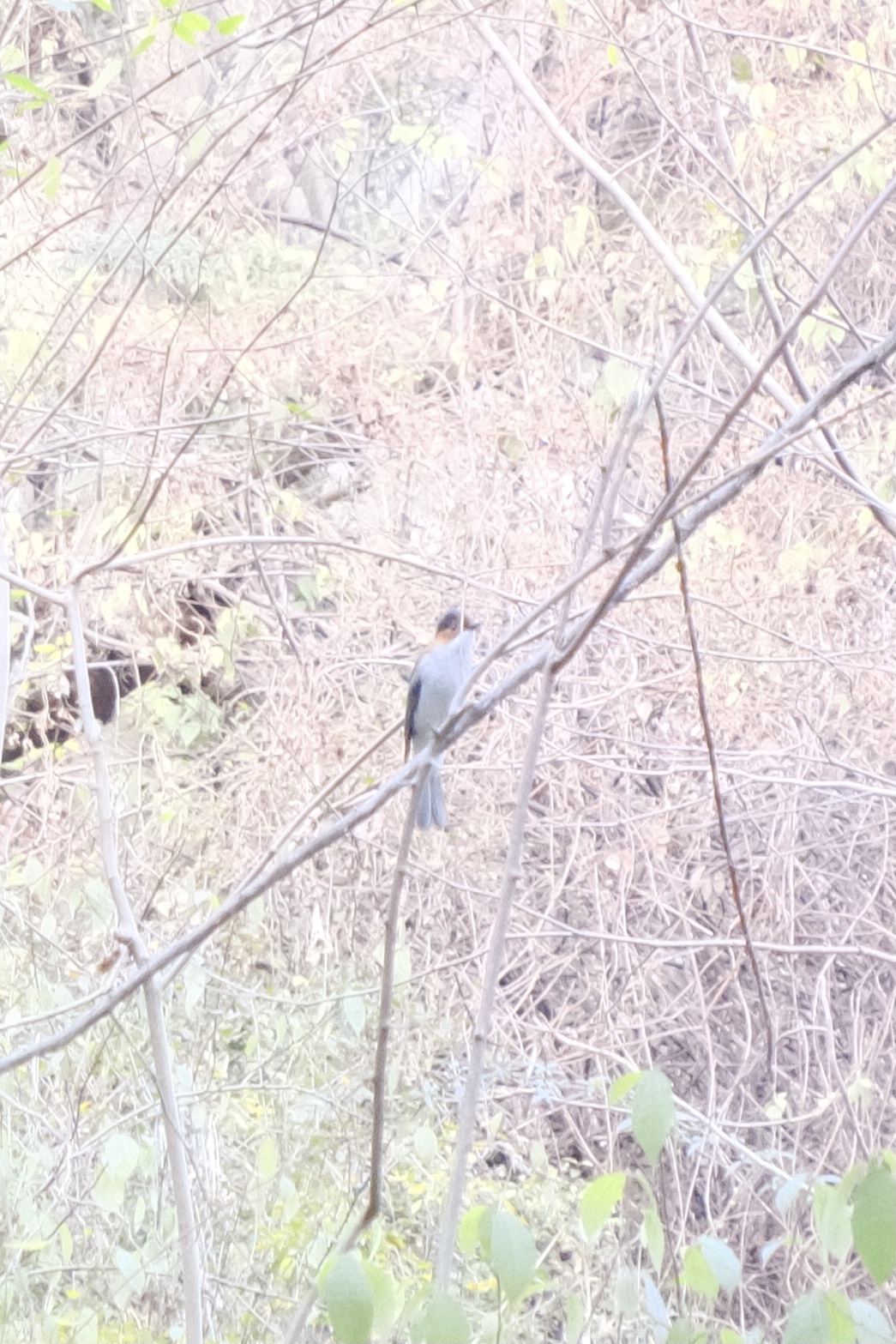 Chestnut Bulbul (Hemixos castanonotus), photo 1