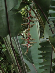 Heliconia griggsiana