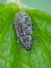 Phyllobius brevis