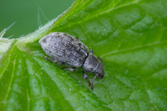Phyllobius brevis