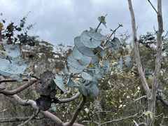 Eucalyptus perriniana, photograph (c) Miguel de Salas, some rights reserved (CC BY-SA)