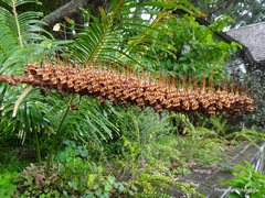 Xeronema callistemon