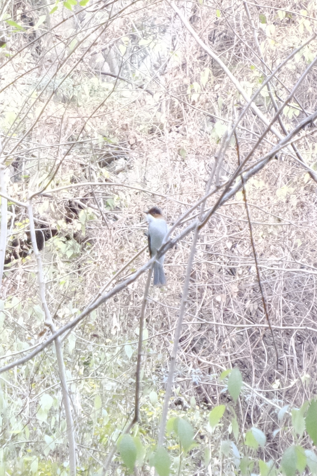Chestnut Bulbul (Hemixos castanonotus), photo 2