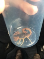 Centruroides ochraceus