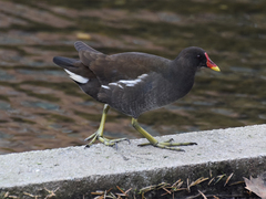 Gallinula chloropus