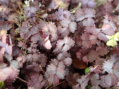 Sanguisorbinae