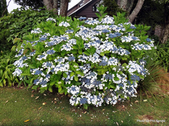 Hydrangea serrata