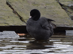 Fulica atra