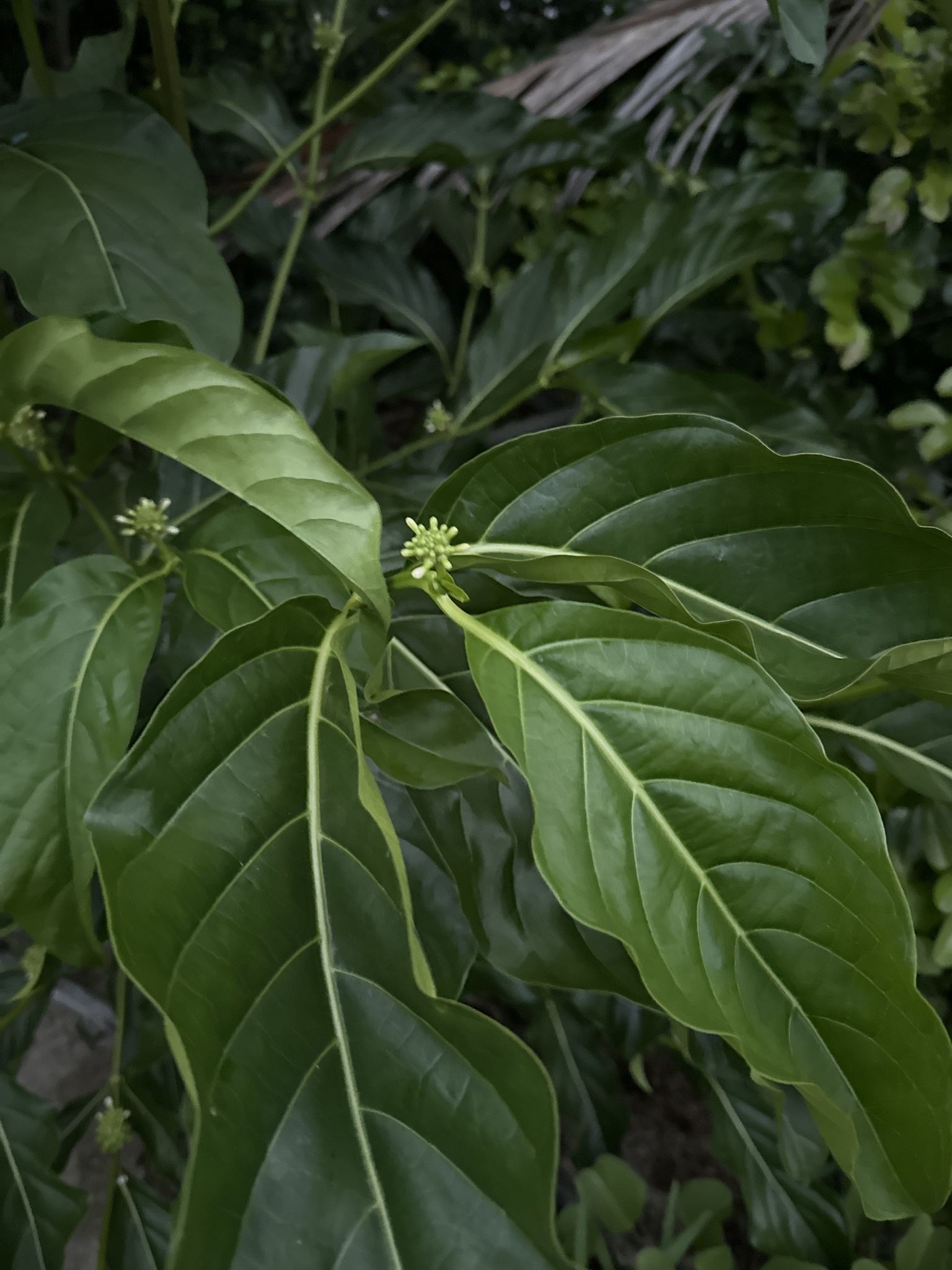 Foto de Morinda citrifolia L.