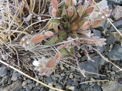 Myosotis traversii traversii