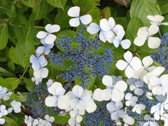 Hydrangea serrata