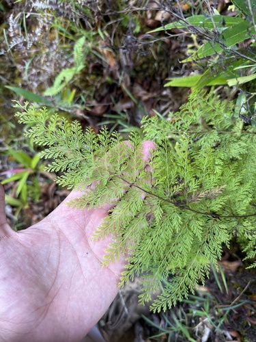 Odontosoria chinensis observed 2026-01-16