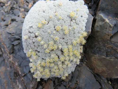 Raoulia bryoides Hook.fil.