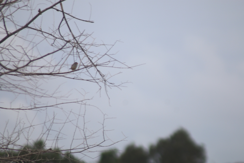 Pipit zebra (Taeniopygia guttata)