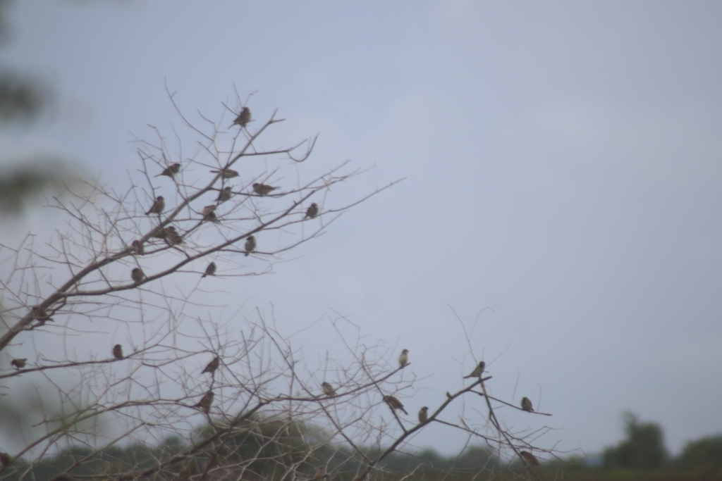 Sunda Zebra Finch (Taeniopygia guttata)
