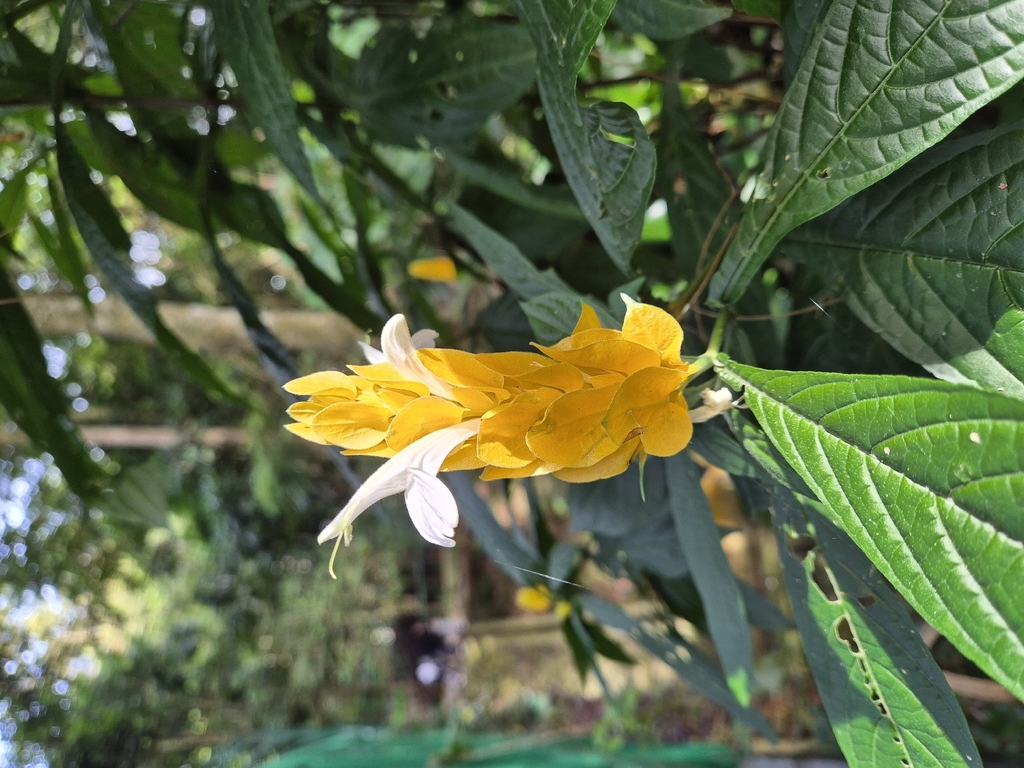 Lollipop-Plant (Pachystachys lutea)