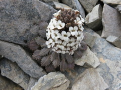 Notothlaspi rosulatum