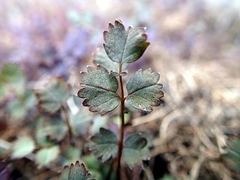 Sanguisorbinae