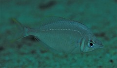 Parequula melbournensis