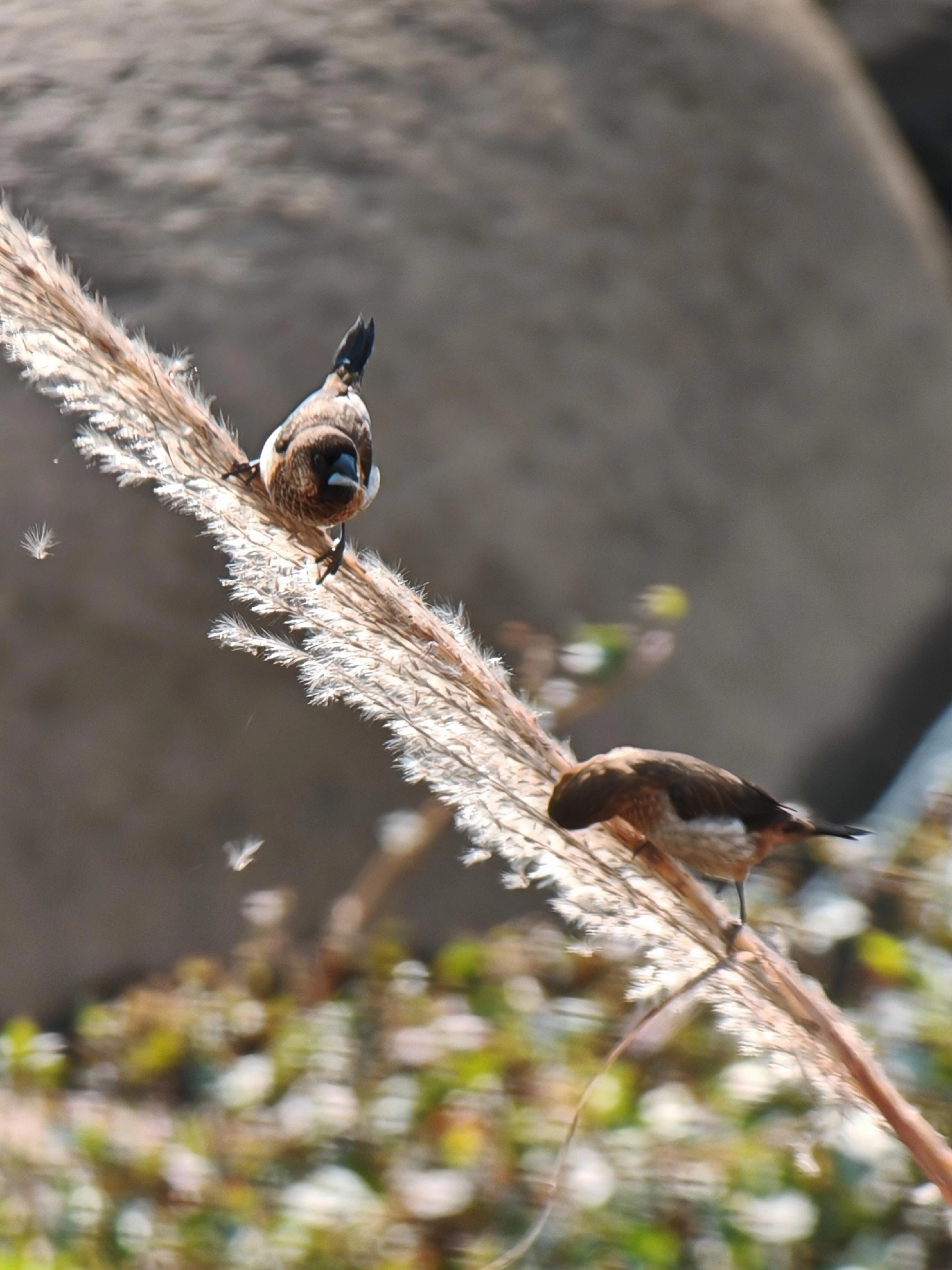 White-rumped Munia (Lonchura striata), photo 2