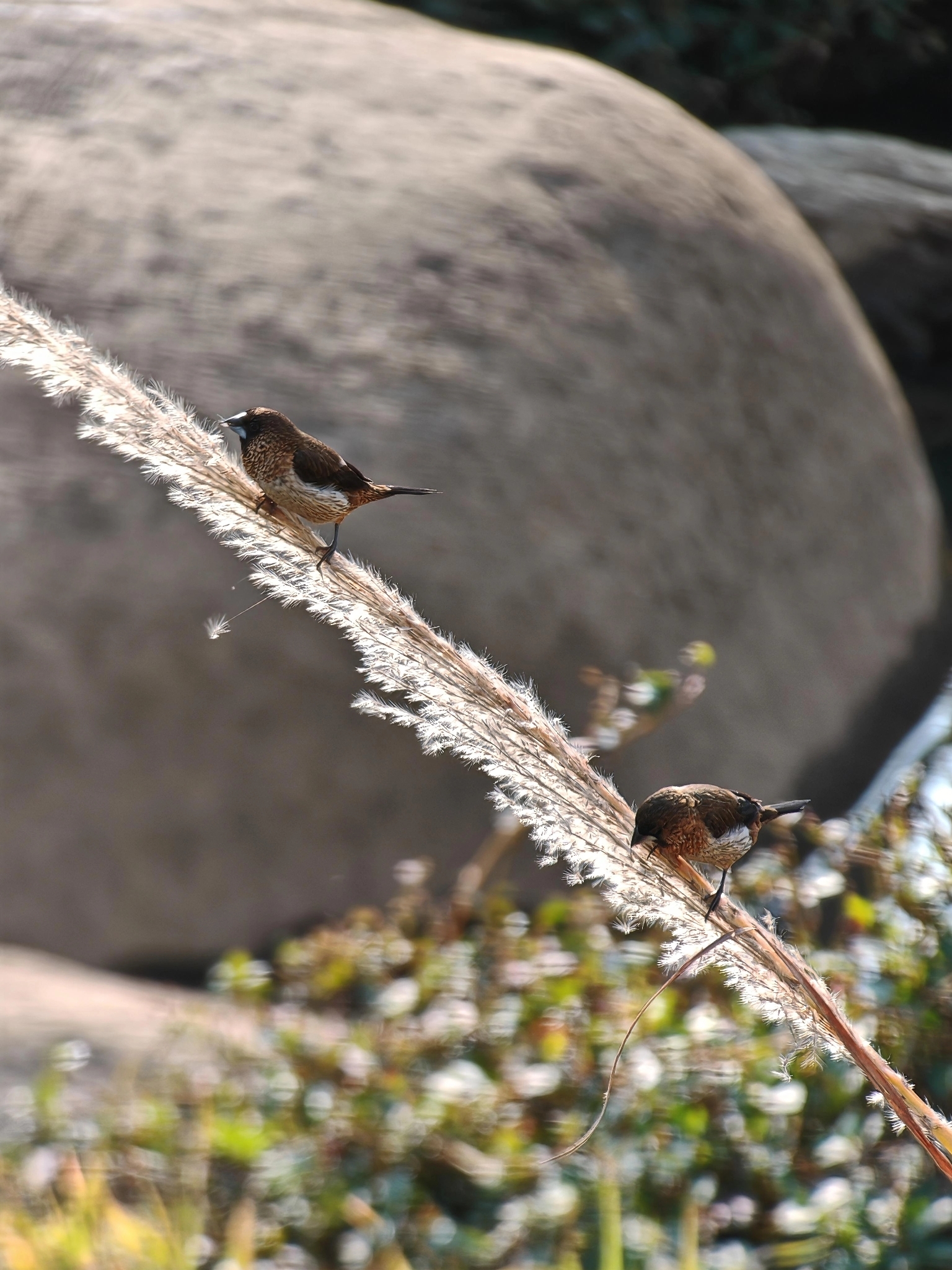 White-rumped Munia (Lonchura striata), photo 3