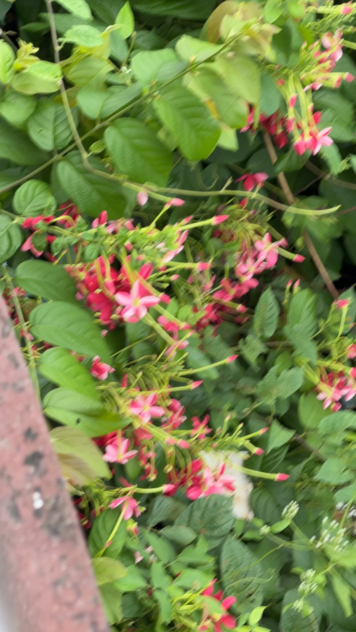 Sử quân tử (Combretum indicum)