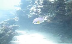 Chromis limbata