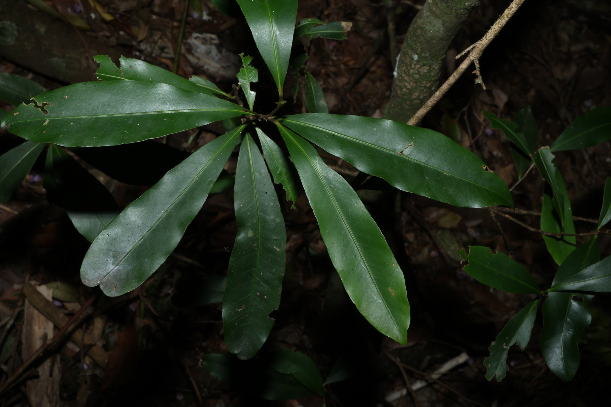Black Apple (Planchonella australis)
