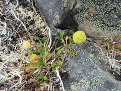 Leptinella pyrethrifolia