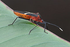 Leptoscelis tricolor