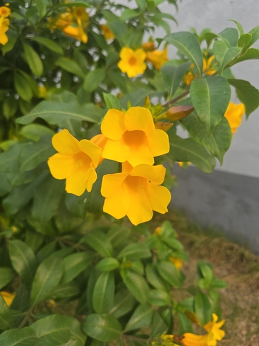Golden Trumpet