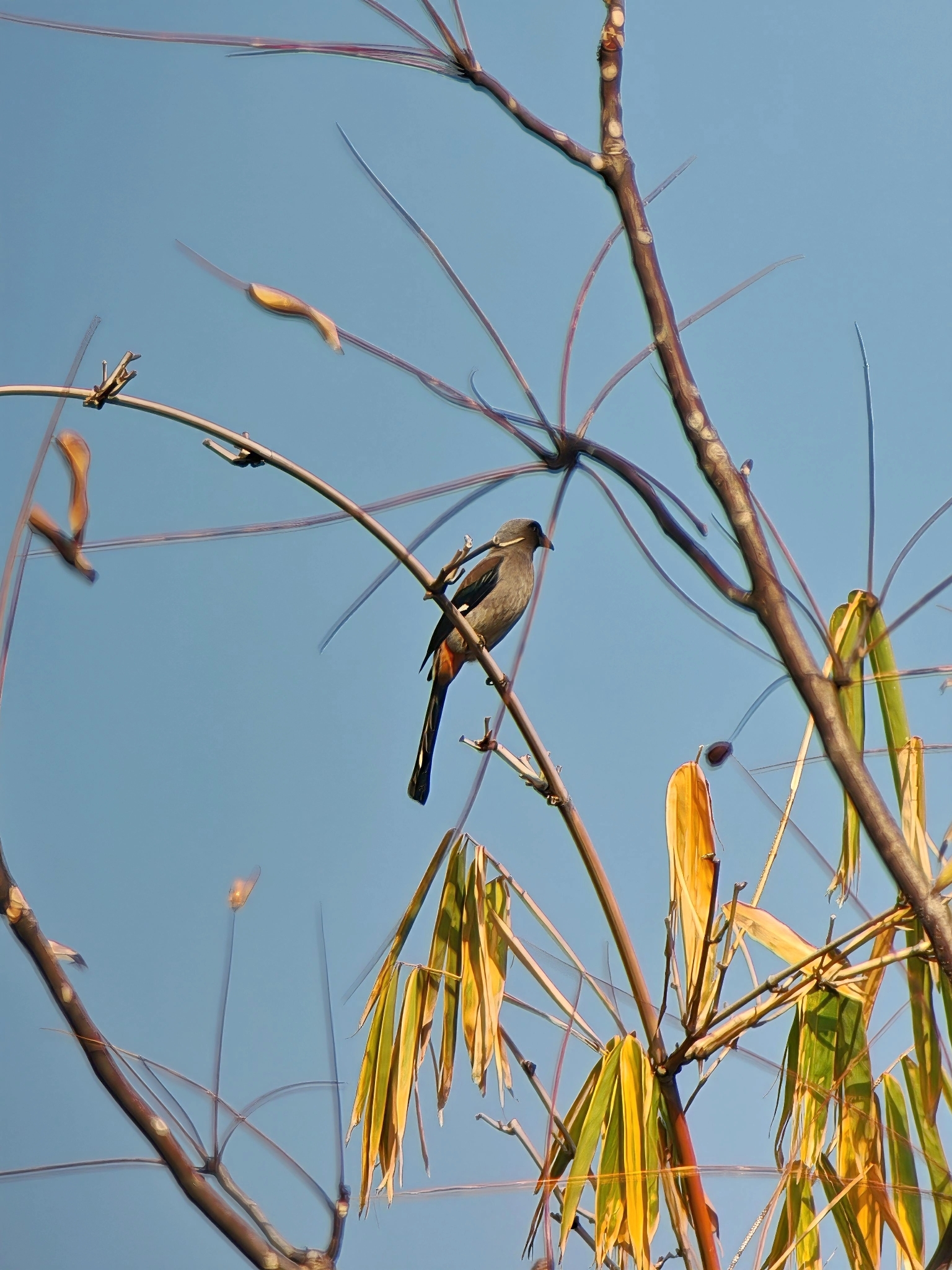 Grey Treepie (Dendrocitta formosae), photo 10