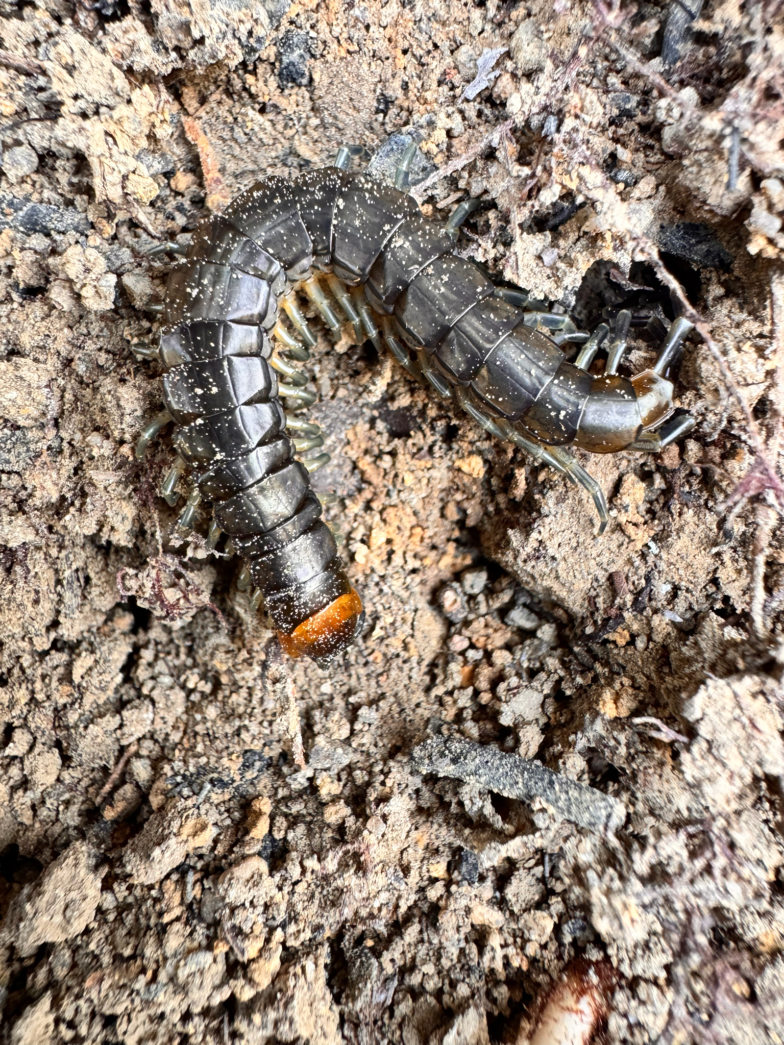 Scolopendra calcarata Porat, 1876