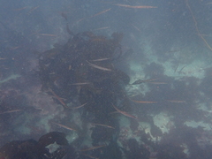 Aulorhynchus flavidus