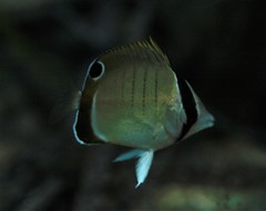 Chaetodon assarius