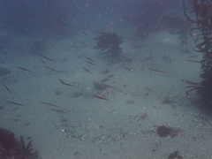 Aulorhynchus flavidus